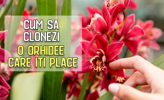 Cum sa clonezi o orhidee care iti place