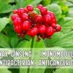 Ginsengul - imunomodulator, antibacterian, anticancerigen