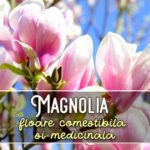 Magnolia - floare comestibila si medicinala