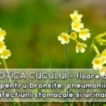 Ciubotica cucului floare de leac pentru bronșite, pneumonii, afecțiuni stomacale și urinare