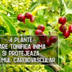 4 plante care tonifica inima si protejeaza sistemul cardiovascular