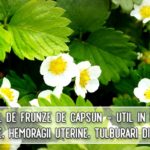 Ceaiul de frunze de capsun - util in infectii urinare, hemoragii uterine, tulburari digestive