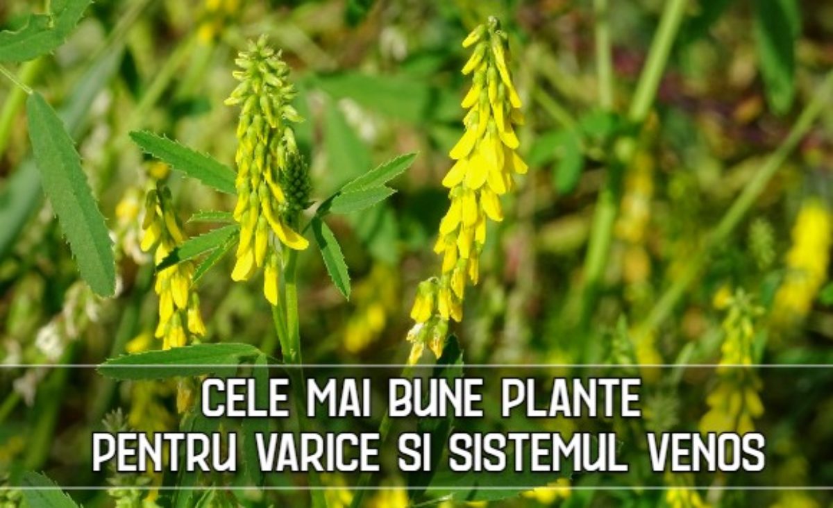 Blog Faunus Plant - Vene sănătoase zi de zi cu Pachetul Varice – Afecțiuni Circulatorii!