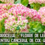 Norocelul - floare de leac pentru cancerul de col uterin (dr. C-tin Parvu)