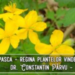 Rostopasca este regina plantelor vindecatoare – dr. Constantin Pârvu