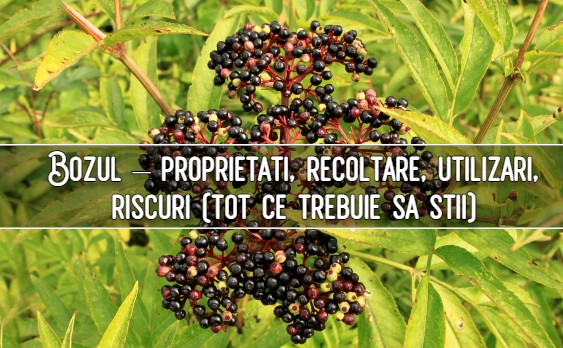 Bozul – proprietati, recoltare, utilizari, riscuri (tot ce trebuie sa stii)