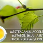 Mesteacanul accelereaza metabolismul, ajuta in hipotiroidism si obezitate