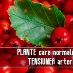Plante care normalizeaza tensiunea arteriala