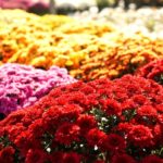 Crizantema - floare vindecatoare in medicina chineza