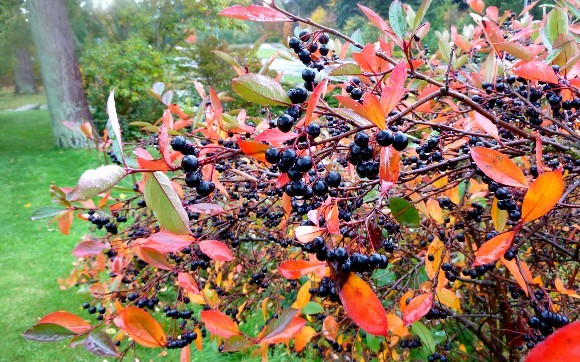 Aronia - regina fructelor bogate in vitamina C