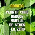 Roinita - planta care scade stresul la zero