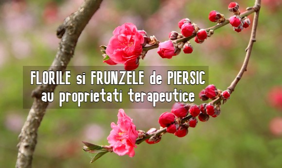 Florile si frunzele de piersic au proprietati terapeutice – în ce afectiuni le putem folosi