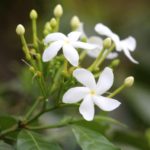Iasomia – o planta cu proprietati antivirale puternice