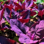 Loboda – o planta hranitoare, curatitoare si vindecatoare din gradina
