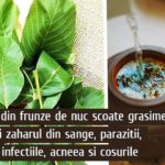 Ceaiul de nuc scoate grasimea si zaharul din sange, parazitii si infectiile
