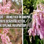 Catina rosie – beneficii in anemie, imunitate scazuta, icter, reumatism