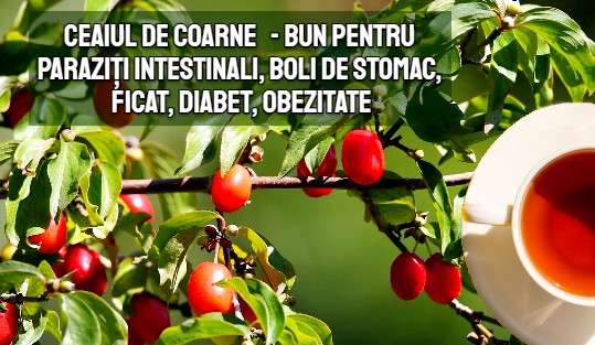 Ceaiul de coarne fructe – bun pentru paraziti intestinali, boli de stomac, ficat, diabet, obezitate