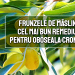 Frunzele de maslin - cel mai bun remediu pentru oboseala cronica