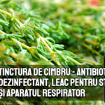 Tinctura de cimbru - antibiotic, dezinfectant, leac pentru stomac si aparatul respirator