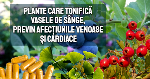 Plante care tonifica vasele de sange, previn afectiunile venoase si cardiace