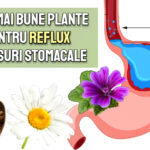 Cele mai bune plante pentru reflux si arsuri stomacale