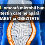 Zaharul omoara microbii buni din intestin care ne apara de diabet si obezitate