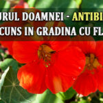 Condurul doamnei – antibioticul ascuns in gradina cu flori