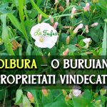 Volbura – o buruiana cu proprietati vindecatoare