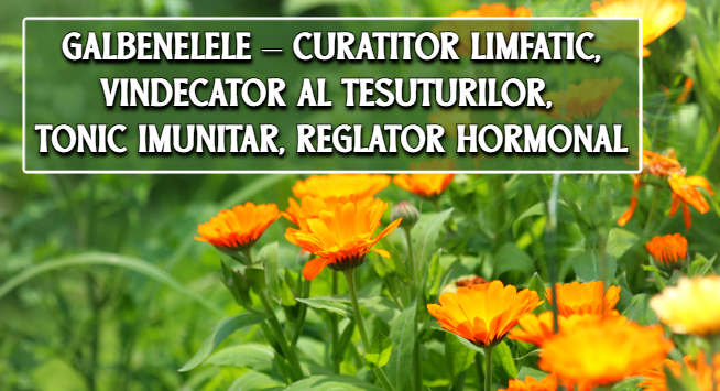 Gălbenelele – curatitor limfatic, vindecator al tesuturilor externe si interne, tonic imunitar, reglator hormonal