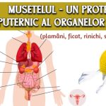 Musetelul - un protector puternic al organelor interne