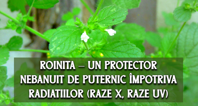 Roinița – un puternic protector impotriva radiatiilor (raze X, raze UV)