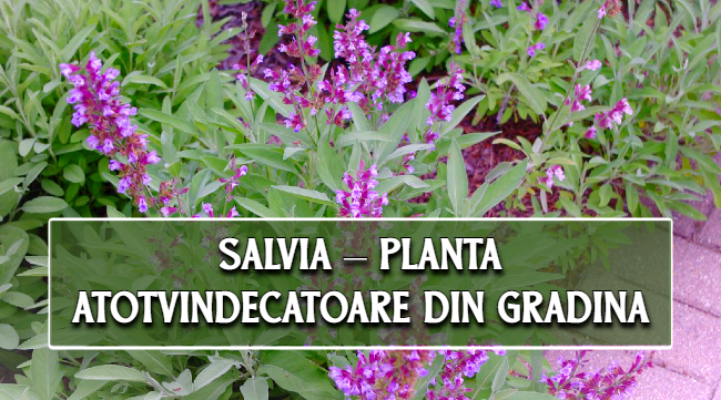 Salvia – planta atotvindecătoare din gradina