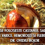 Cum se foloseste castanul salbatic in varice, hemoroizi si flebite – dr. Ovidiu Bojor