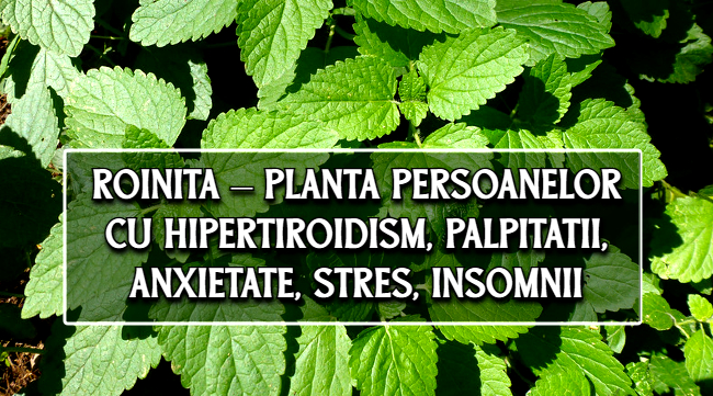 Roinita – planta persoanelor cu hipertiroidism, palpitatii, anxietate, stres, insomnii