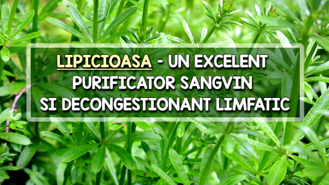 Lipicioasa – un excelent purificator sangvin si decongestionant limfatic