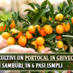 Portocali in ghiveci - cum sa cultivi un portocal acasa, din samburi, ghid pas cu pas