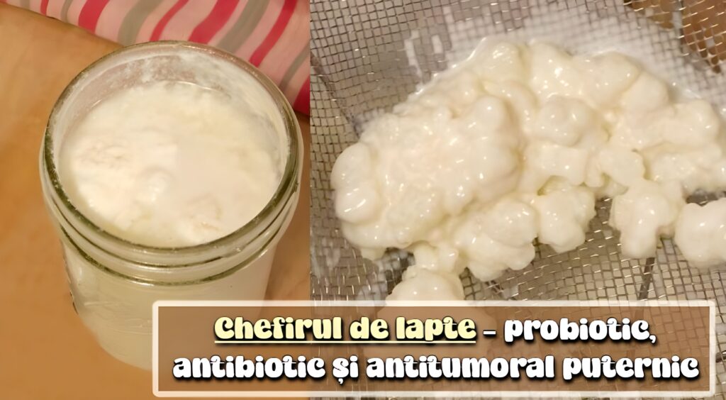 Chefirul de lapte - probiotic, antibiotic si antitumoral