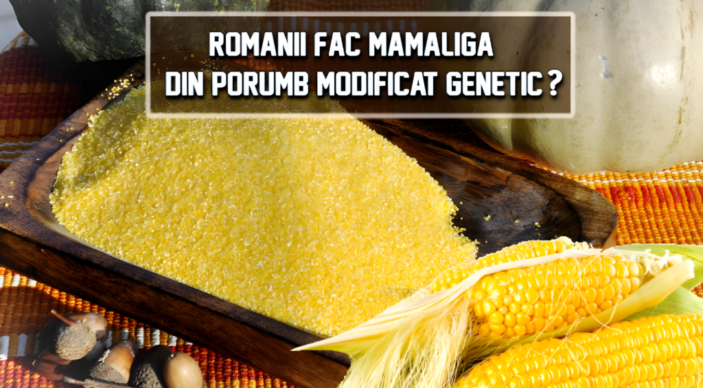 Românii fac mămăligă din porumb modificat genetic