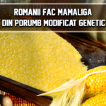 Românii fac mămăligă din porumb modificat genetic