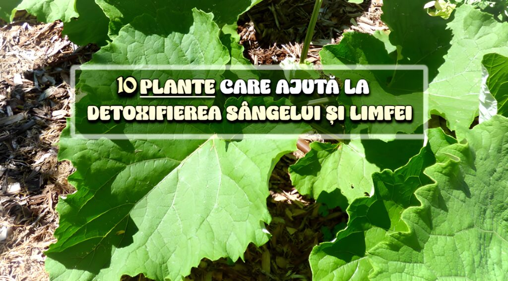10 plante care purifica sangele si limfa