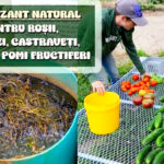 Fertilizant natural pentru legume, arbusti, pomi fructiferi