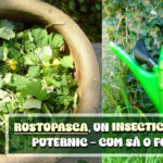 Rostopasca - un insecticid natural