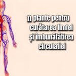 11 plante pentru drenarea limfei si imbunatatirea circulatiei