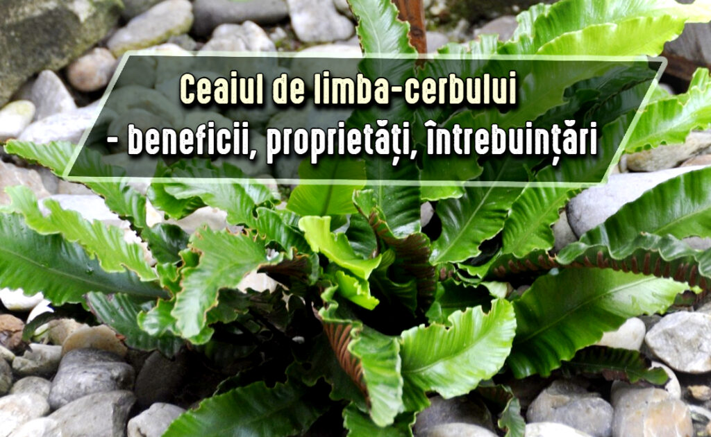 Ceaiul de limba cerbului - beneficii, proprietati, intrebuintari