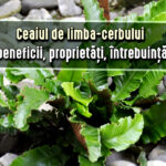 Ceaiul de limba cerbului - beneficii, proprietati, intrebuintari