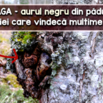 Chaga mesteacan