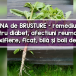 Radacina de brusture - remediu diabet, ficat, detoxifiere