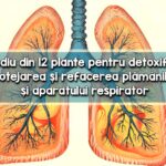 Remediu din 12 plante pentru plamani