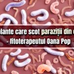 10 plante care scot parazitii din corp