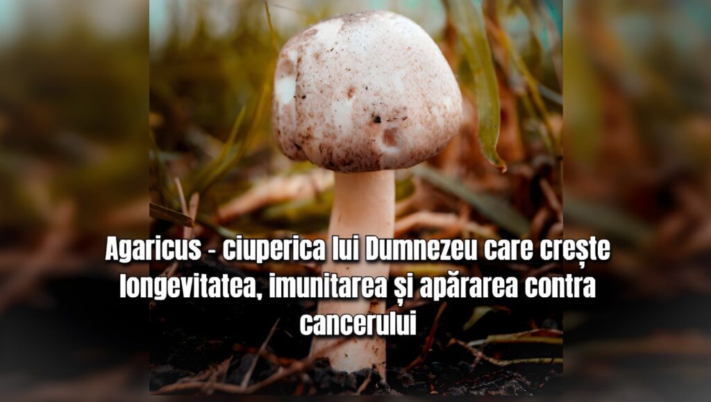 Agaricus - ciuperca lui Dumnezeu